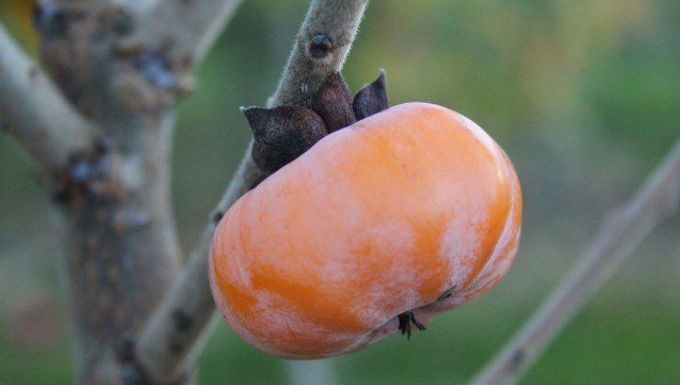 Meader American Persimmon Tree (Cold Hardy) For Sale Online