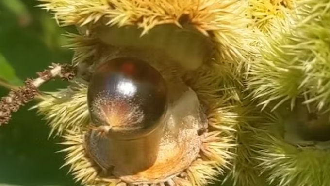 Walhalla Gumbee Chinquapin Tree