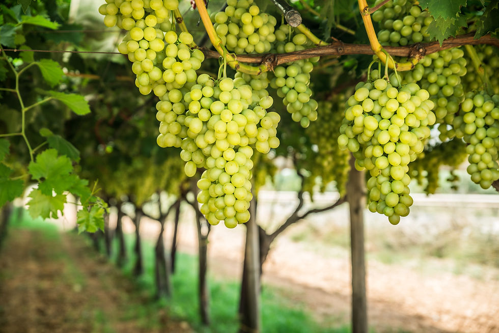 Monastery Muscat Grapevine For Sale Online