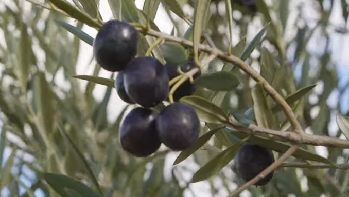 Sevillano Olive Tree For Sale Online