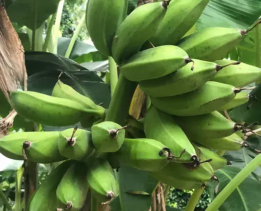 Apple Banana tree