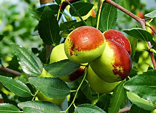 Sihong Jujube Tree