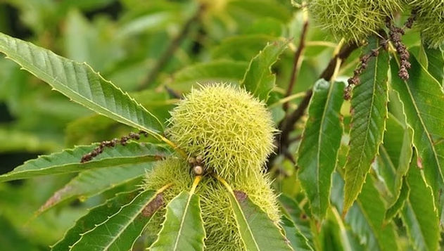 Chinese Chestnut Tree For Sale Online