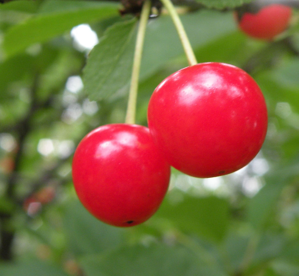 Montmorency Cherry Tree For Sale Online Shrubs & Trees Depot