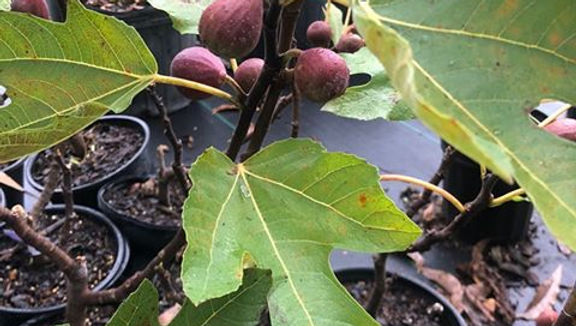 Violette de Bordeaux Fig Tree For Sale Online