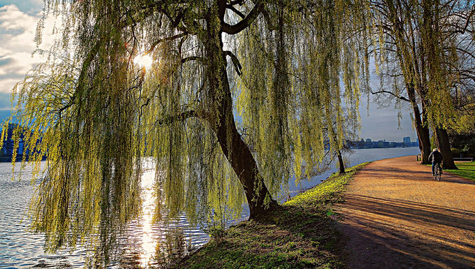 Weeping Willow Tree For Sale Online