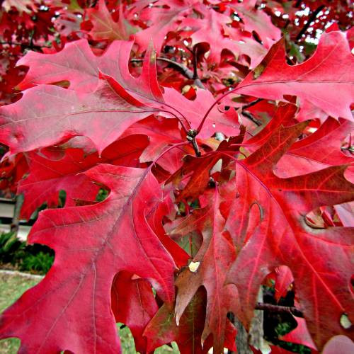 Southern Red Oak Tree For Sale Online Shrubs & Trees Depot