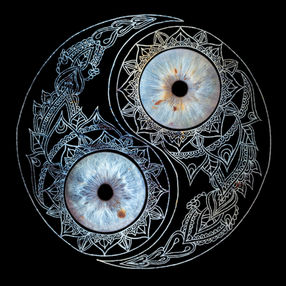 Photo d'iris en Normandie à Notre Dame de Gravenchon (Port Jérôme Sur Seine), en Seine Maritime, proche Lillebonne, Yvetot, Le Havre, Rouen, Fécamp, Etretat, Norville, Pont Audemer, Eure, Calvados