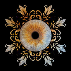 Photo d'iris en Normandie à Notre Dame de Gravenchon, en Sine Maritime, proche Lillebonne, Yvetot, Le Havre, Rouen, Fécamp, Etretat, Norville, Pont Audemer, Eure, Calvados