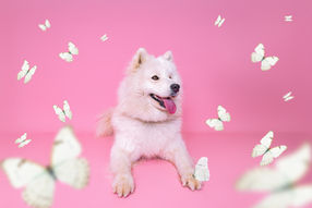 Photographe animalière en Normandie, à Notre Dame de Gravenchon. 