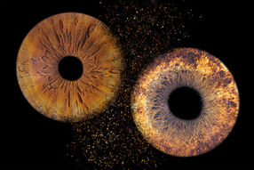 Photo d'iris en Normandie à Notre Dame de Gravenchon (Port Jérôme Sur Seine), en Seine Maritime, proche Lillebonne, Yvetot, Le Havre, Rouen, Fécamp, Etretat, Norville, Pont Audemer, Eure, Calvados