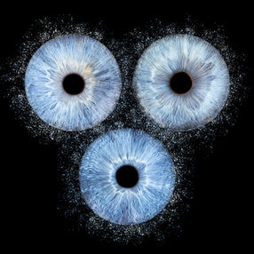 Photo d'iris en Normandie à Notre Dame de Gravenchon (Port Jérôme Sur Seine), en Sine Maritime, proche Lillebonne, Yvetot, Le Havre, Rouen, Fécamp, Etretat, Norville, Pont Audemer, Eure, Calvados