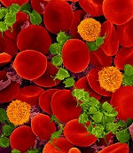 Bientôt des nanoparticules qui imitent les plaquettes sanguines?