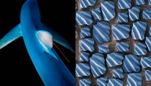 Biomimétisme et innovations en santé : les solutions sont dans la nature