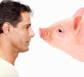 Les animaux, une source d’innovation en santé