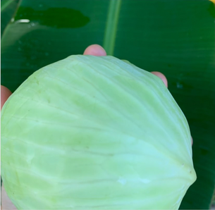 Top 7 Benefits of Cabbage