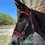 Thumbnail: Custom Halter Bridle