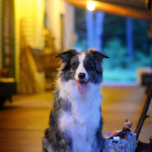 Your Guide to the Best Dog-Friendly Spots in Big Bear