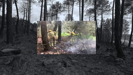 Incendio Sierra de la Culebra