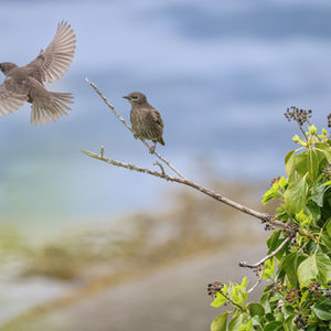 Madre pájaro enseñando a volar
