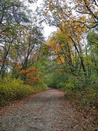 a leaf-covered trail in the woods