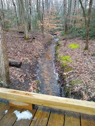 A water filled ditch in the woods taken from a wooden boardwalk