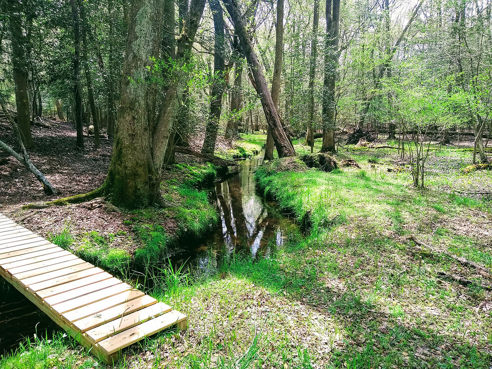 a small wooden boardwalk crosses a narrow creek in the woods