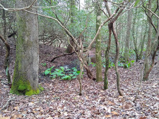 A view of the woods with skunk cabbage in a ditch