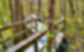 a wooden boardwalk with railings winds through a bald cypress marsh