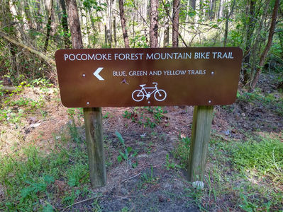 Outdoor Adventures in the Pocomoke State Forest