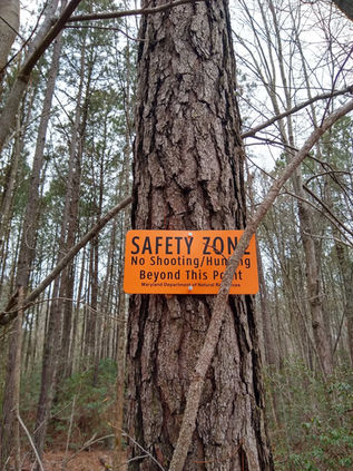 A sign nailed to a pine tree that says safety ZONE no shooting or hunting