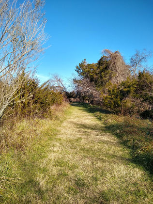 A green grassy pathway passes through a Meadow