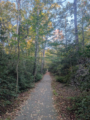 A paved straight pathway in the forest