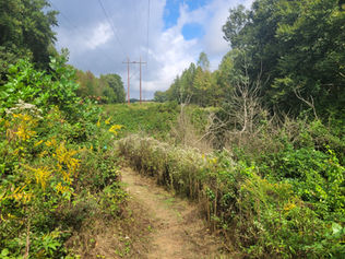 a dirt path approaches a clearing with some yellow flowers