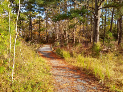 Hiking Trails in the Delaware Seashore State Park Region