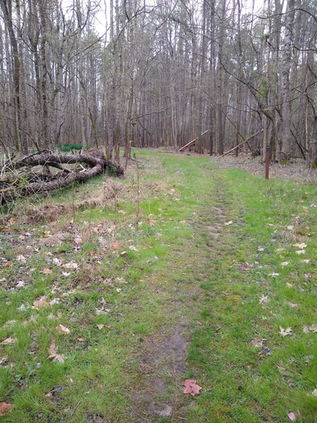 A grassy area In the woods