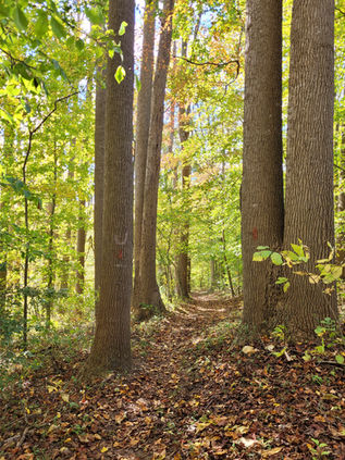big tall trees in the woods