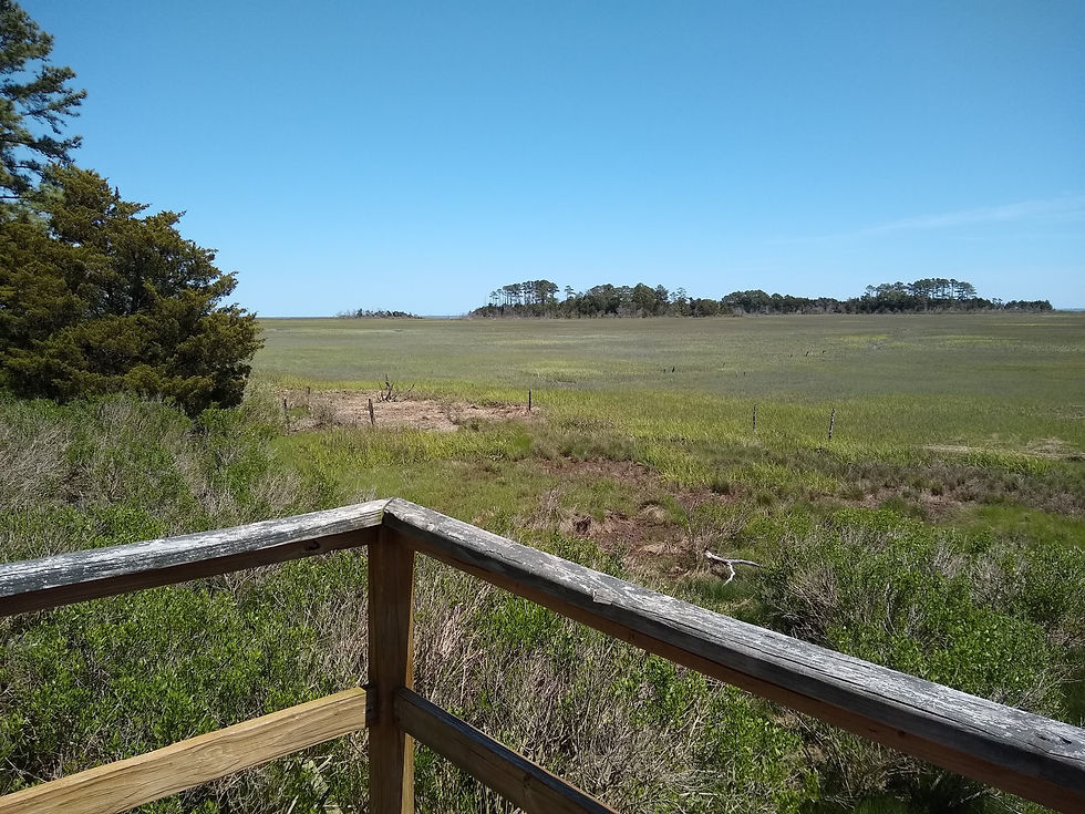 Brownsville Preserve