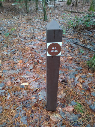A brown trail marker in the woods with leaves all around it