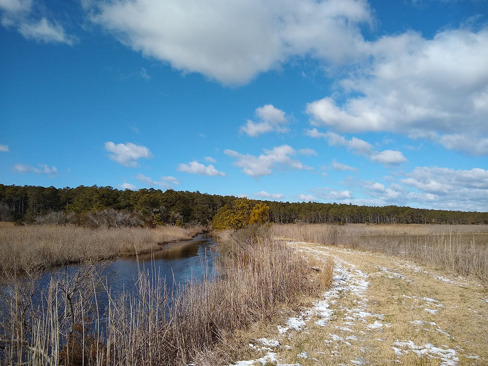 a grassy trail alongside a creek at magothy bay natural area preserve, one of the hiking trails on the eastern shore of virginia