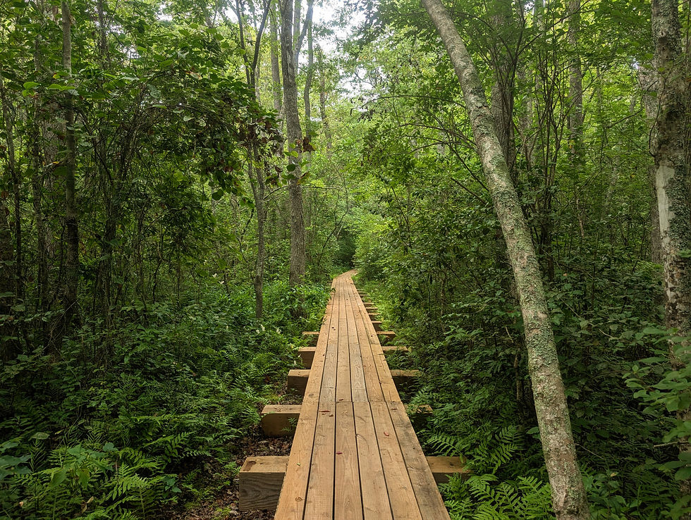 a long wooden boardwalk stretches through dense green woods