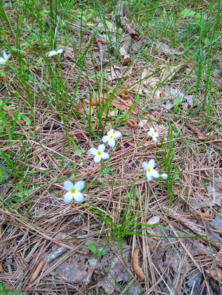 Small white flowers on the forest floor