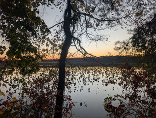 View of a wetland and a river taken through some trees