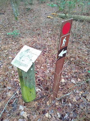 An informational sign about a tree species next to a red trail marker