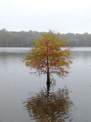 a single tiny bald cypress tree in the pond