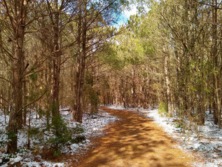 A trail through a pine forest covered in needles with snow on the edges