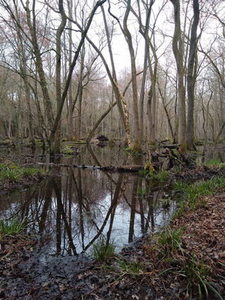 An image of trees reflecting on a swamp in the woods