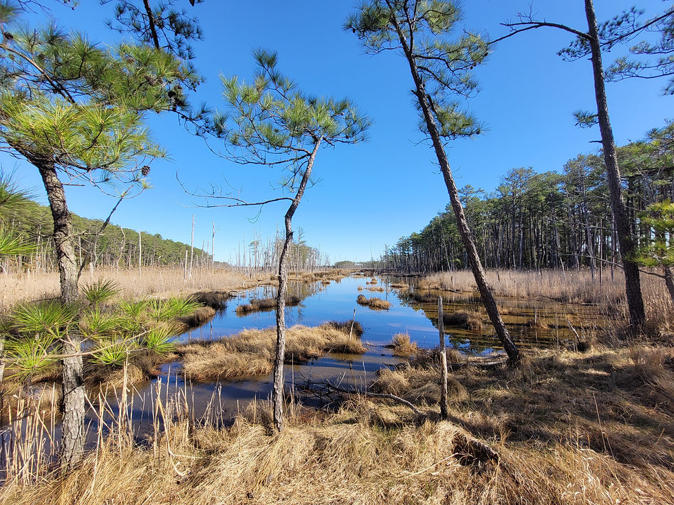 Robinson Neck Preserve