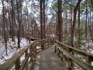 A boardwalk with railings passes through a pine forest and there is snow on the ground