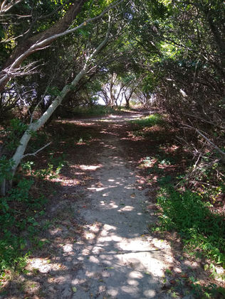 A pathway passes under some low branches